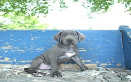 Great Dane dogs for sale: Lenore - Image 9