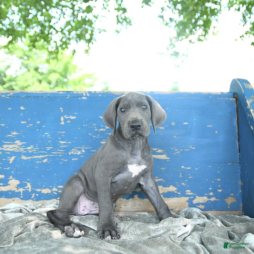 Great Dane dogs for sale: Lenore - Image 9
