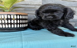 Cocker Spaniel dogs for sale: Tina - Image 1