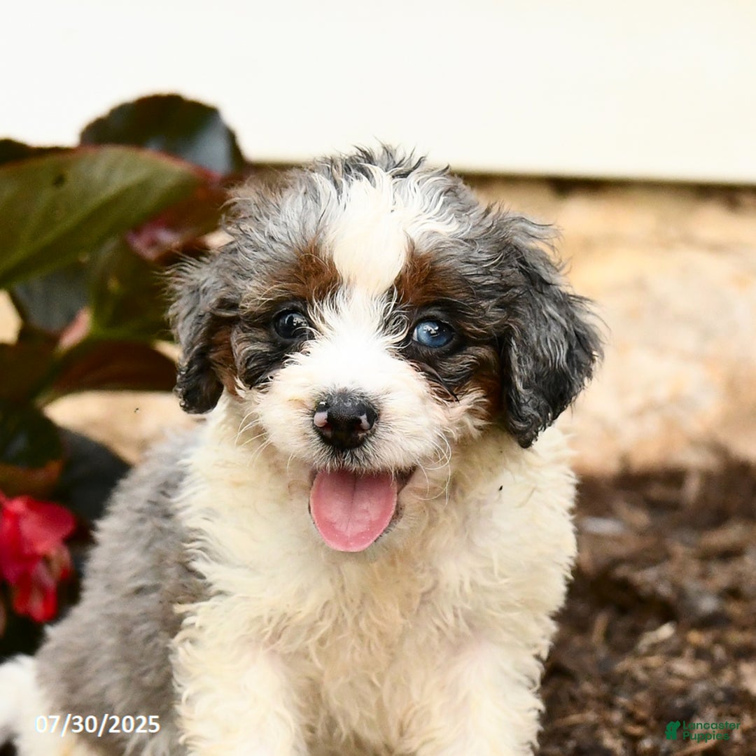 Mini Bernedoodle dogs for sale: Cocoa - Image 4