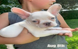 French Bulldog dogs for sale: Princess White - Image 1
