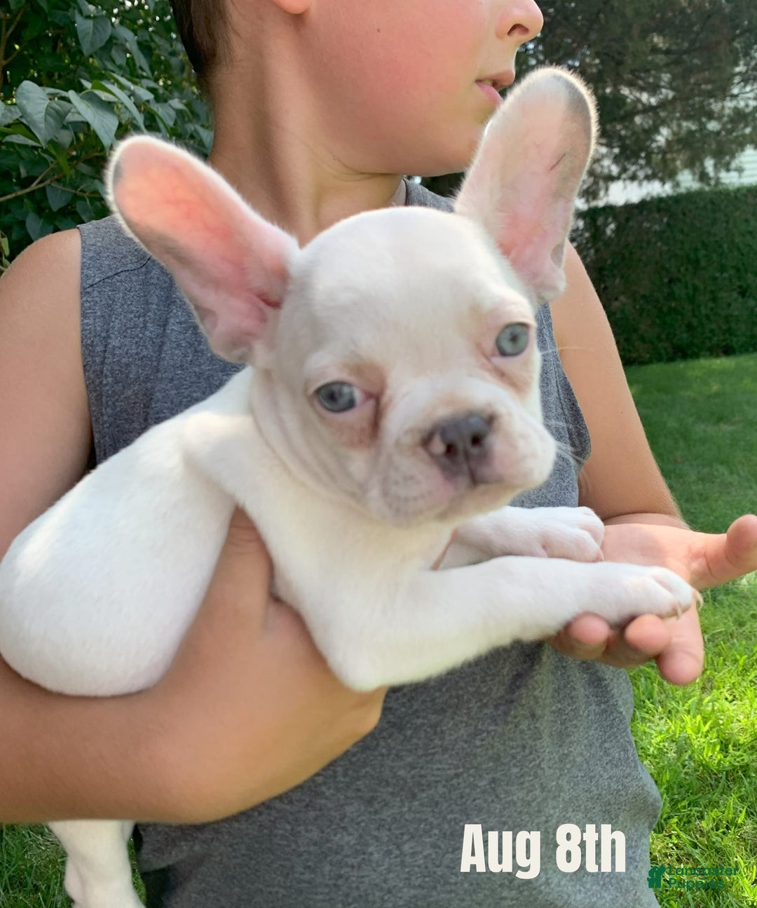 French Bulldog dogs for sale: Princess White - Image 1