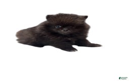 Pomeranian dogs for sale: Jet - Image 17