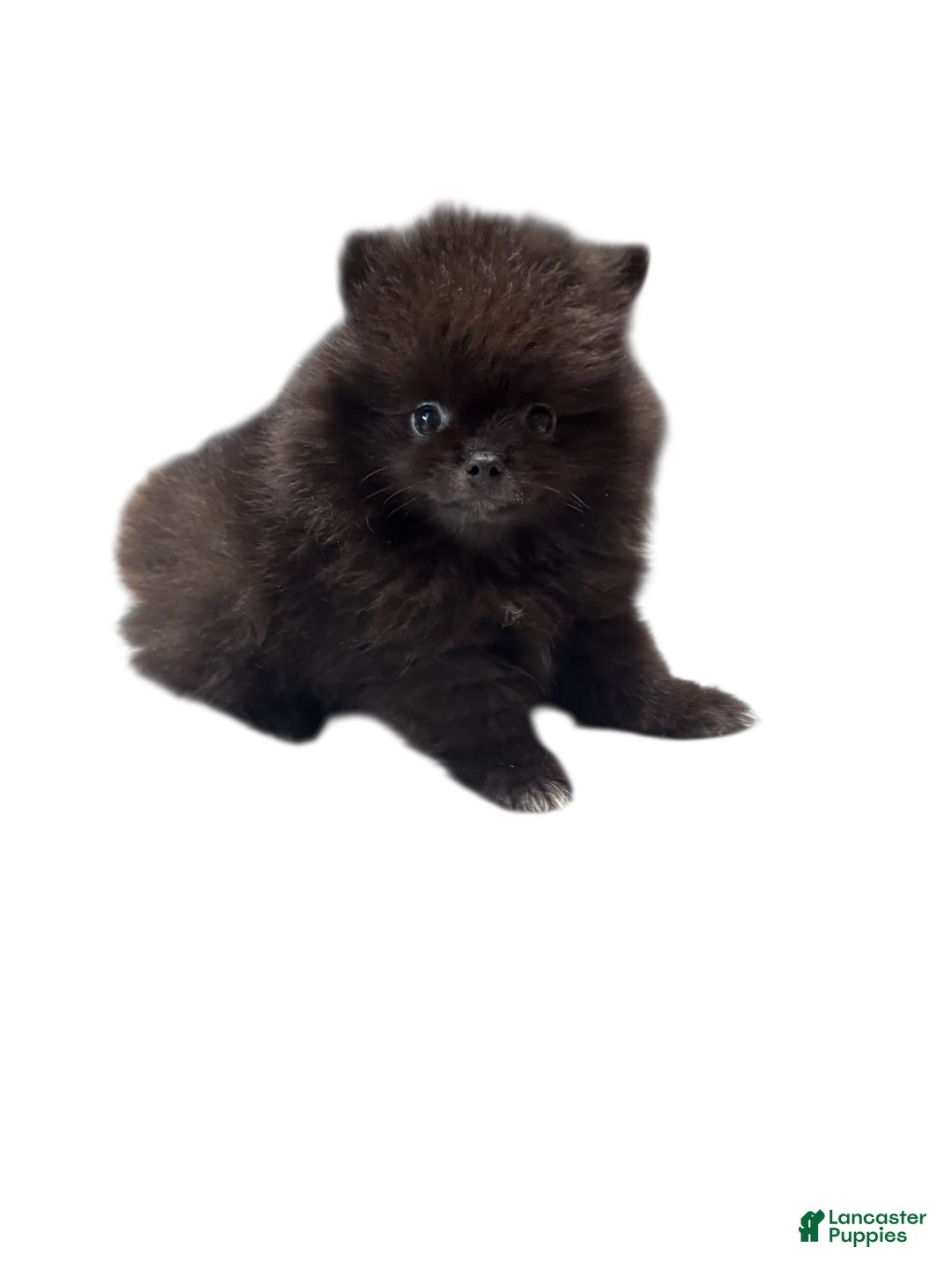 Pomeranian dogs for sale: Jet - Image 17