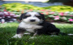 Bernedoodle dogs for sale: Shooter - Image 12