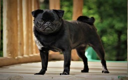 Pug dogs for sale: Mike - Image 5