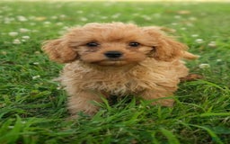 Cavapoo dogs for sale: Cavapoo 2 puppies - Image 1