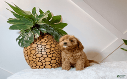 Cavapoo dogs for sale: Zariah - Image 1