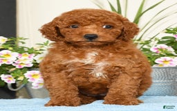 Miniature Poodle dogs for sale: Ranae - Image 4