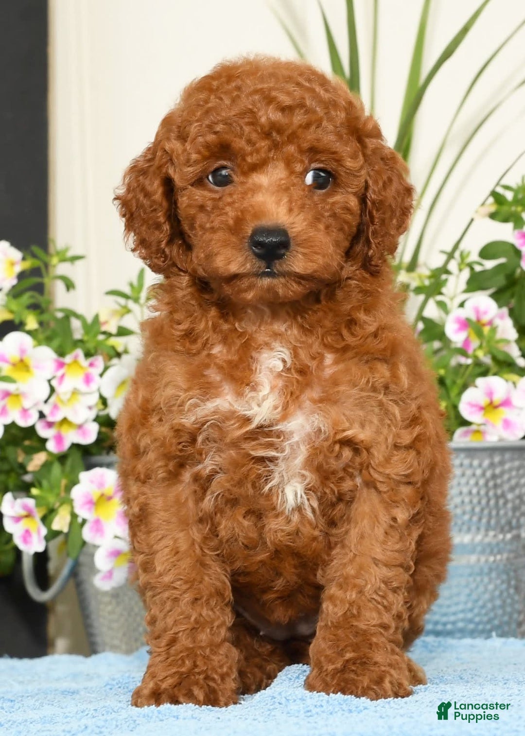 Miniature Poodle dogs for sale: Ranae - Image 4