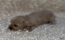 Miniature Schnauzer dogs for sale: Scarlette - Image 1