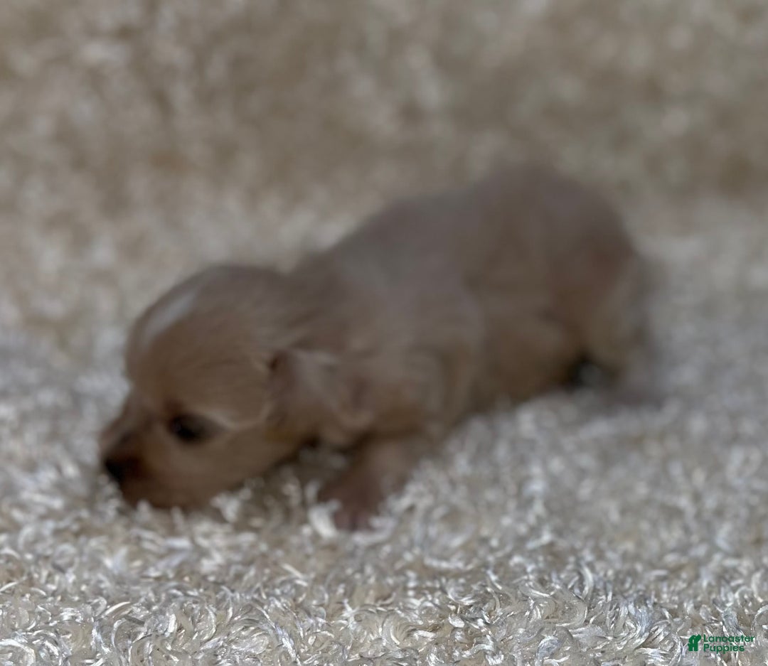 Miniature Schnauzer dogs for sale: Scarlette - Image 1