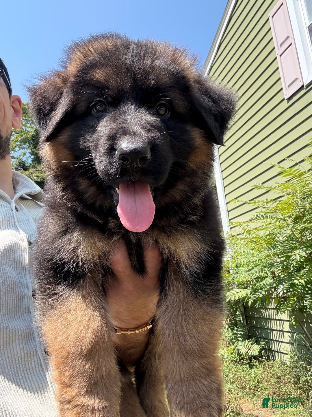 German Shepherd dogs for sale: Diesel - Image 3