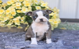 Boston Terrier dogs for sale: Happy - Image 1