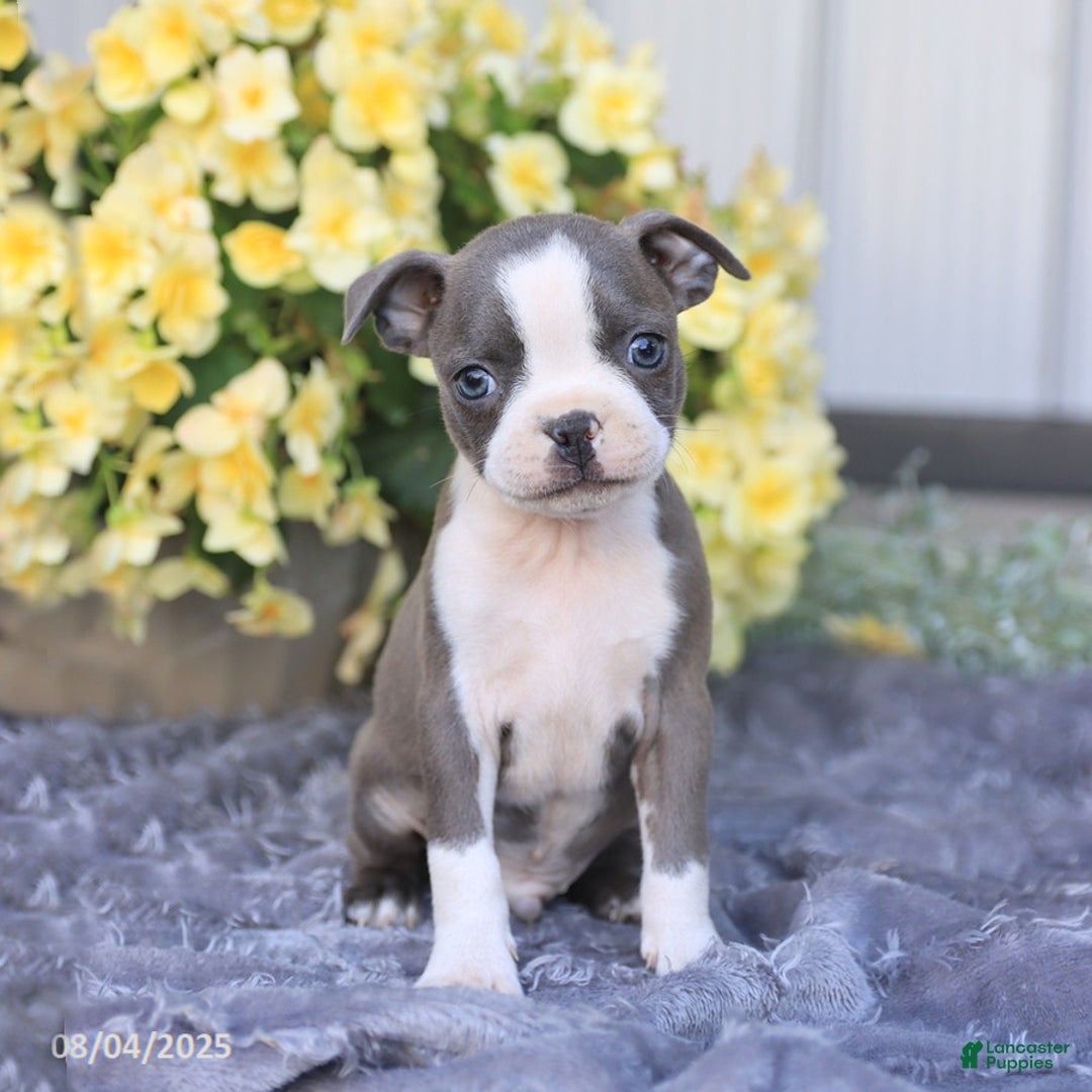 Boston Terrier dogs for sale: Happy - Image 1