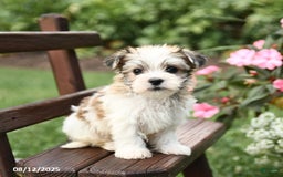 Morkie dogs for sale: Minnie - Image 1