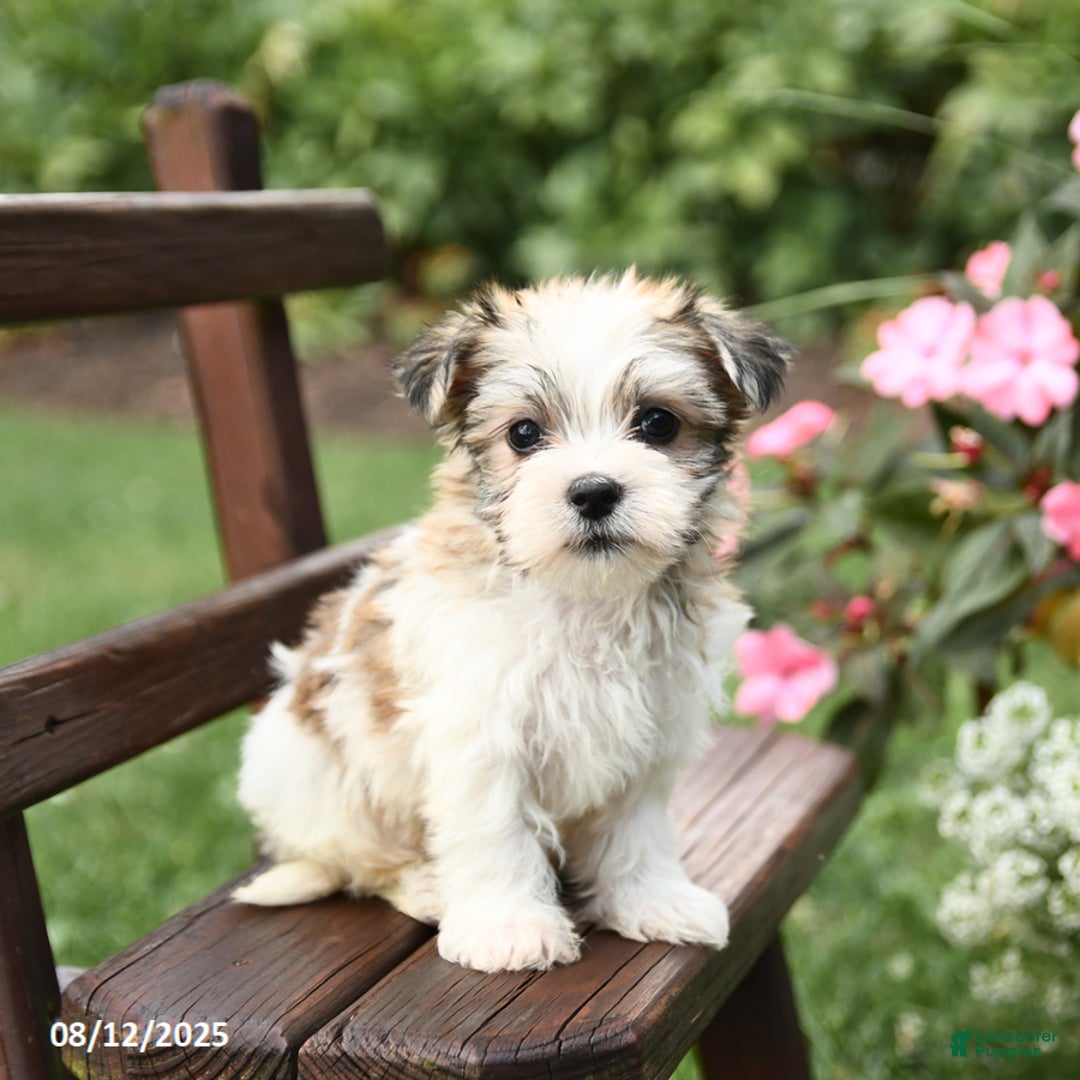 Morkie dogs for sale: Minnie - Image 1