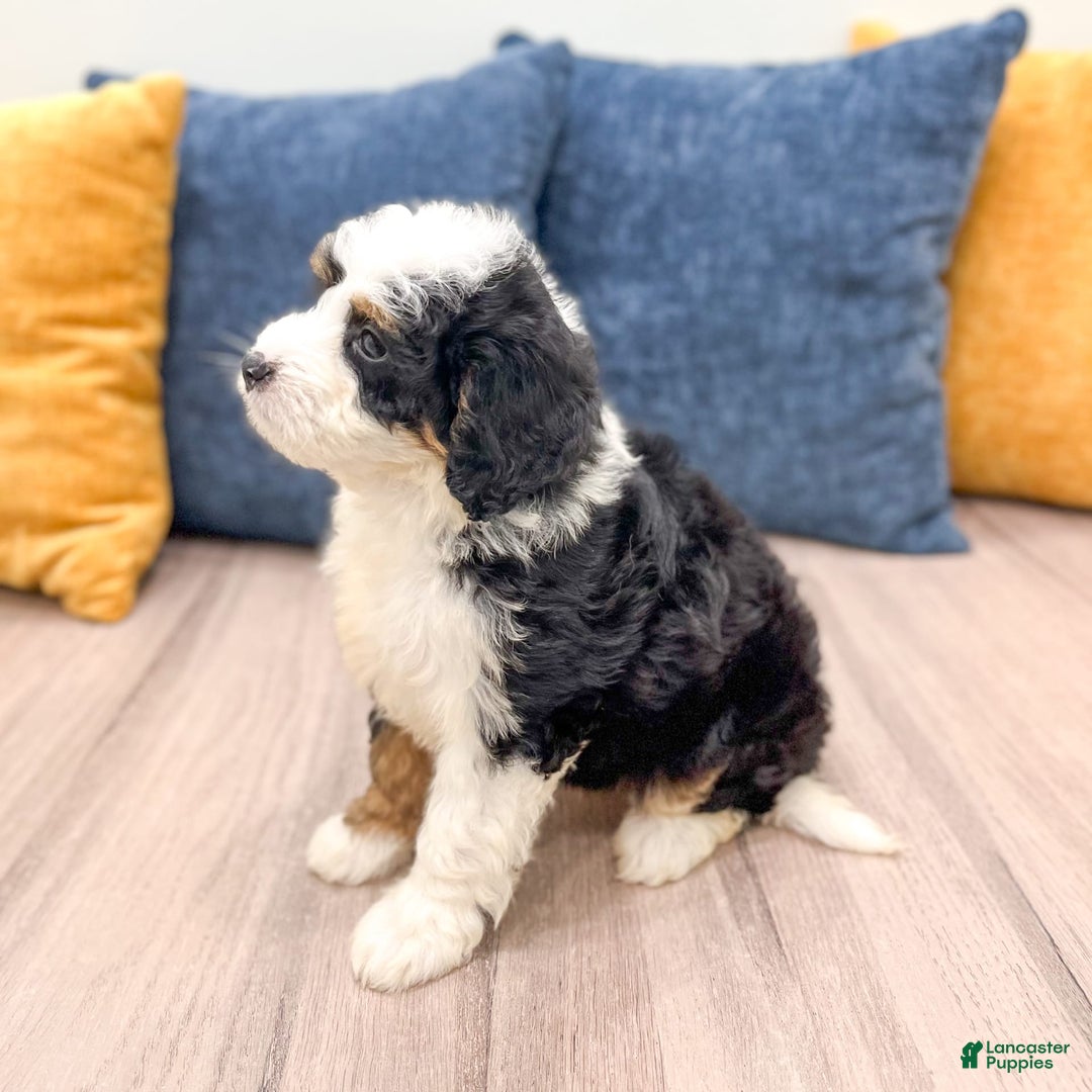 Mini Bernedoodle dogs for sale: Mabel - Image 4