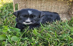 Bernese Mountain Dog dogs for sale: Roxy - Image 4