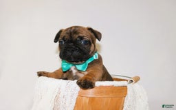French Bulldog dogs for sale: Apollo Akc 🐾 - Image 25