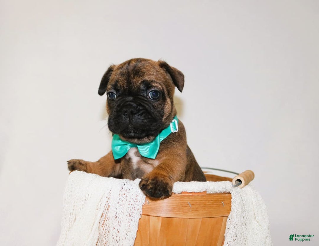 French Bulldog dogs for sale: Apollo Akc 🐾 - Image 25