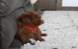 Toy Poodle dogs for sale: Eleanor - Image 2