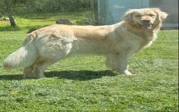 Golden Retriever dogs for sale: Golden Retriever Puppies - Image 8