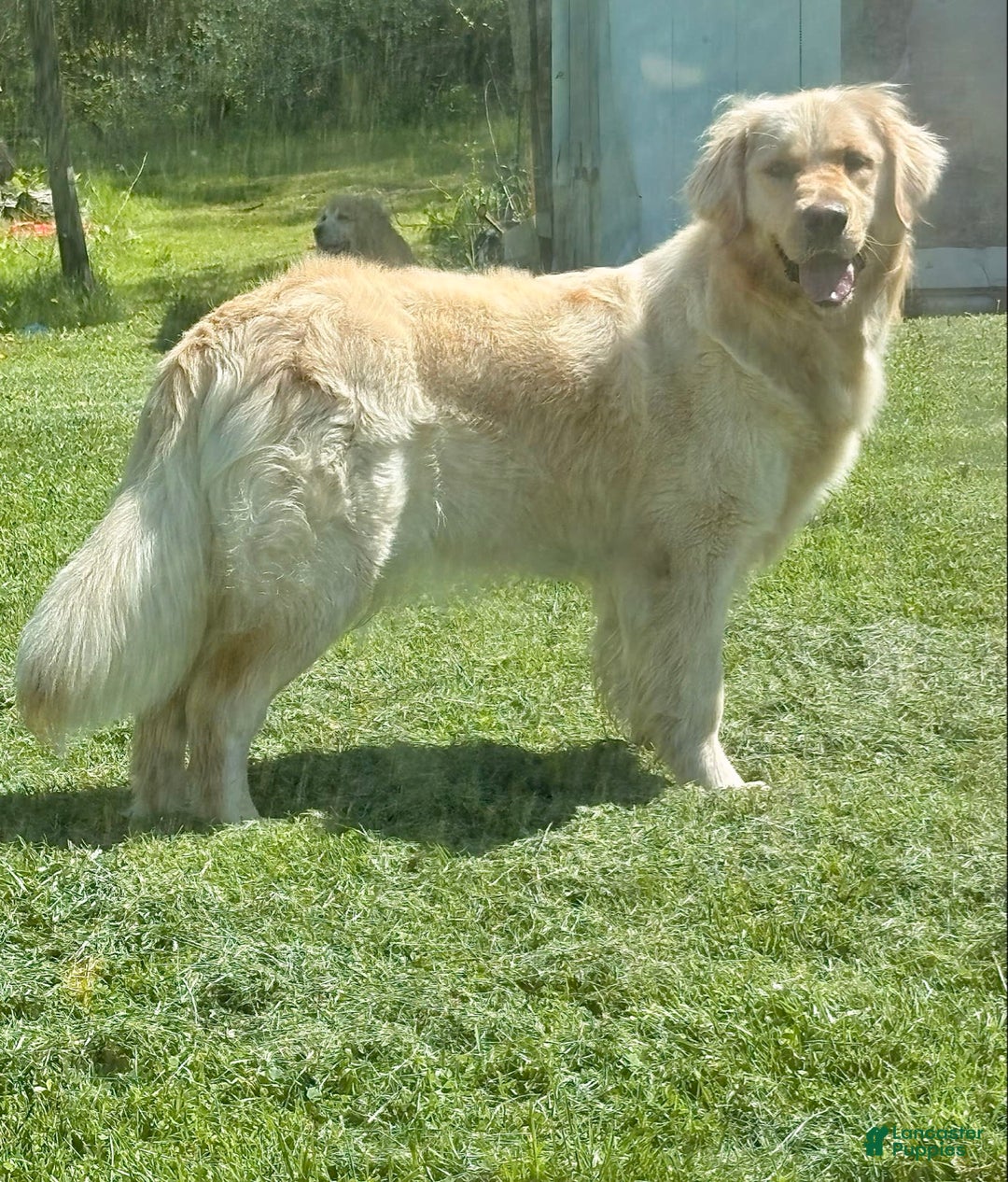 Golden Retriever dogs for sale: Golden Retriever Puppies - Image 8