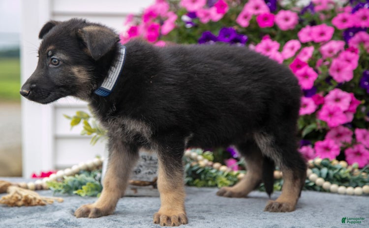 German Shepherd dogs for sale - Ad 4