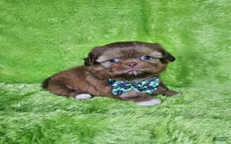 Shih Tzu dogs for sale: Bear - Image 4
