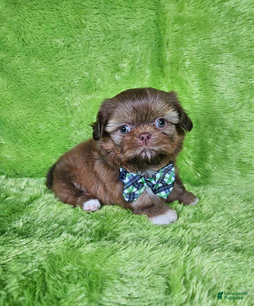 Shih Tzu dogs for sale: Bear - Image 4