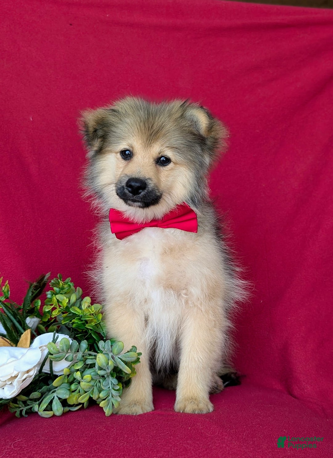 Pomeranian dogs for sale: Ellison - Image 9
