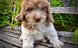Havapoo dogs for sale: Bambam - Image 7