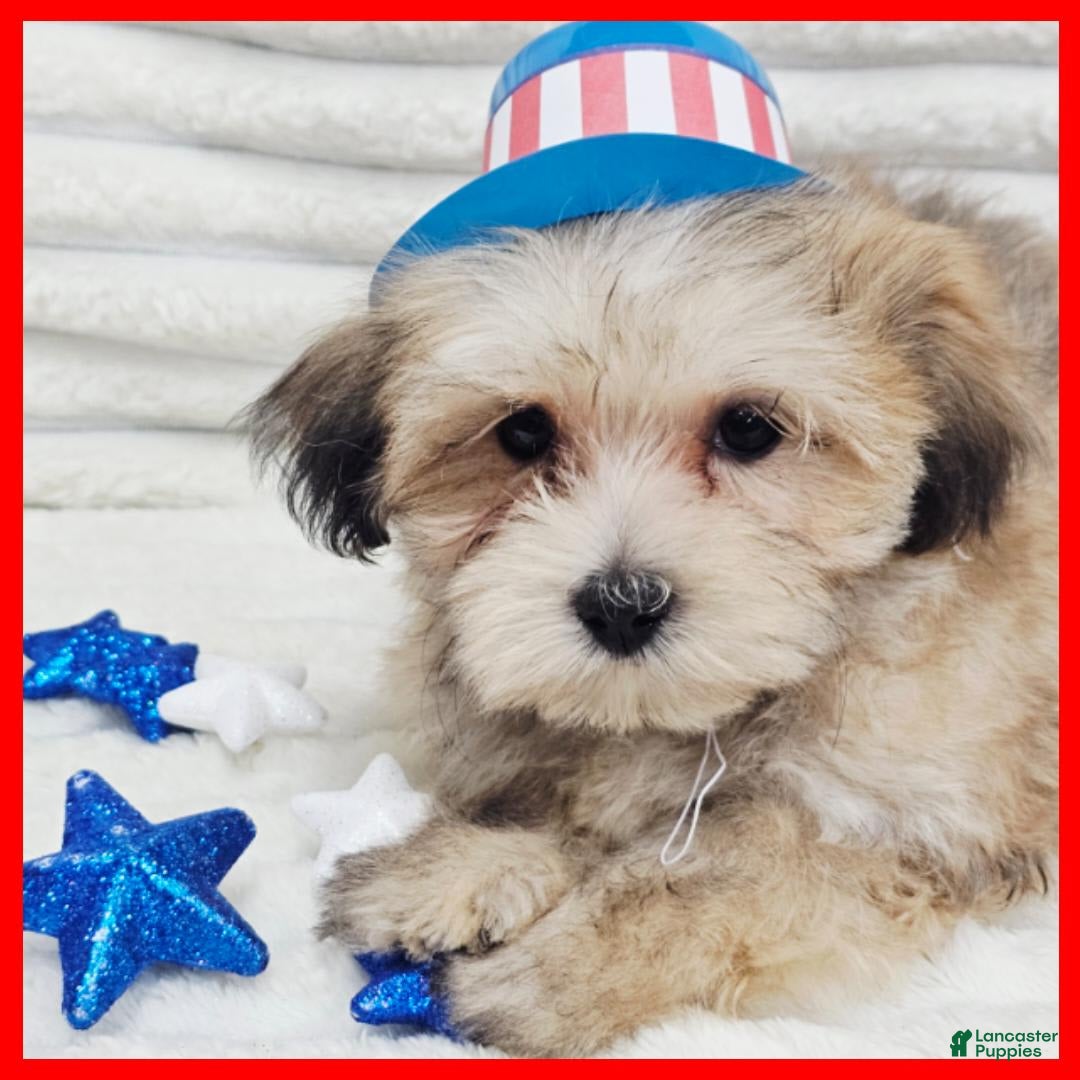Morkie dogs for sale: Conner - Image 2