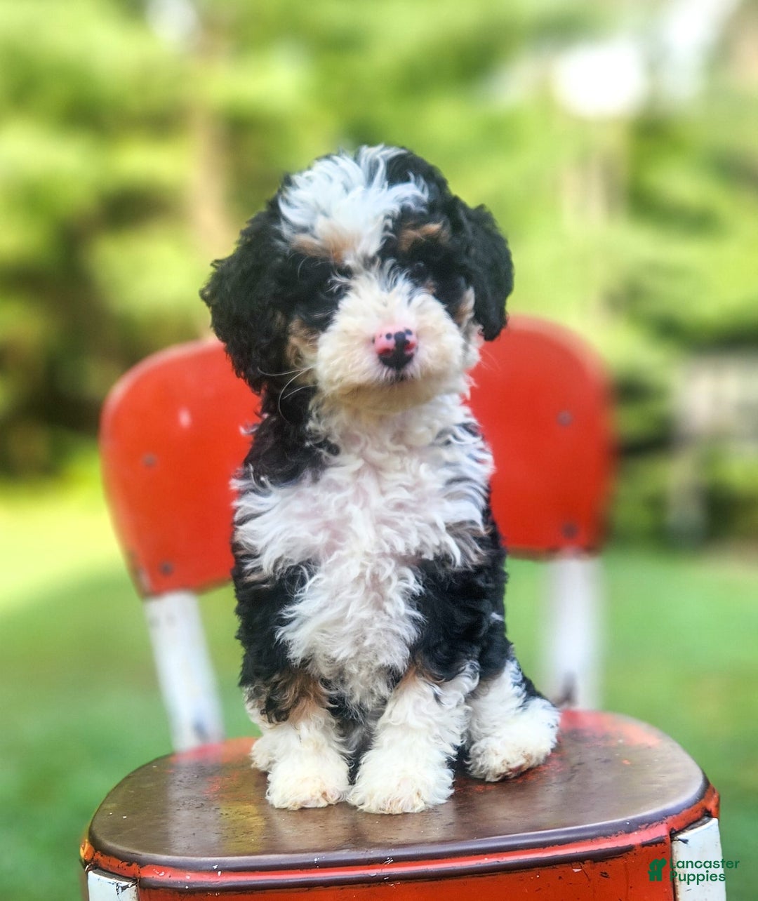 Mini Bernedoodle dogs for sale: Willow - Image 2