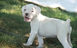Boxer dogs for sale: Sadie - Image 3