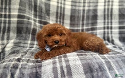 Cavapoo dogs for sale: Dash - Image 8