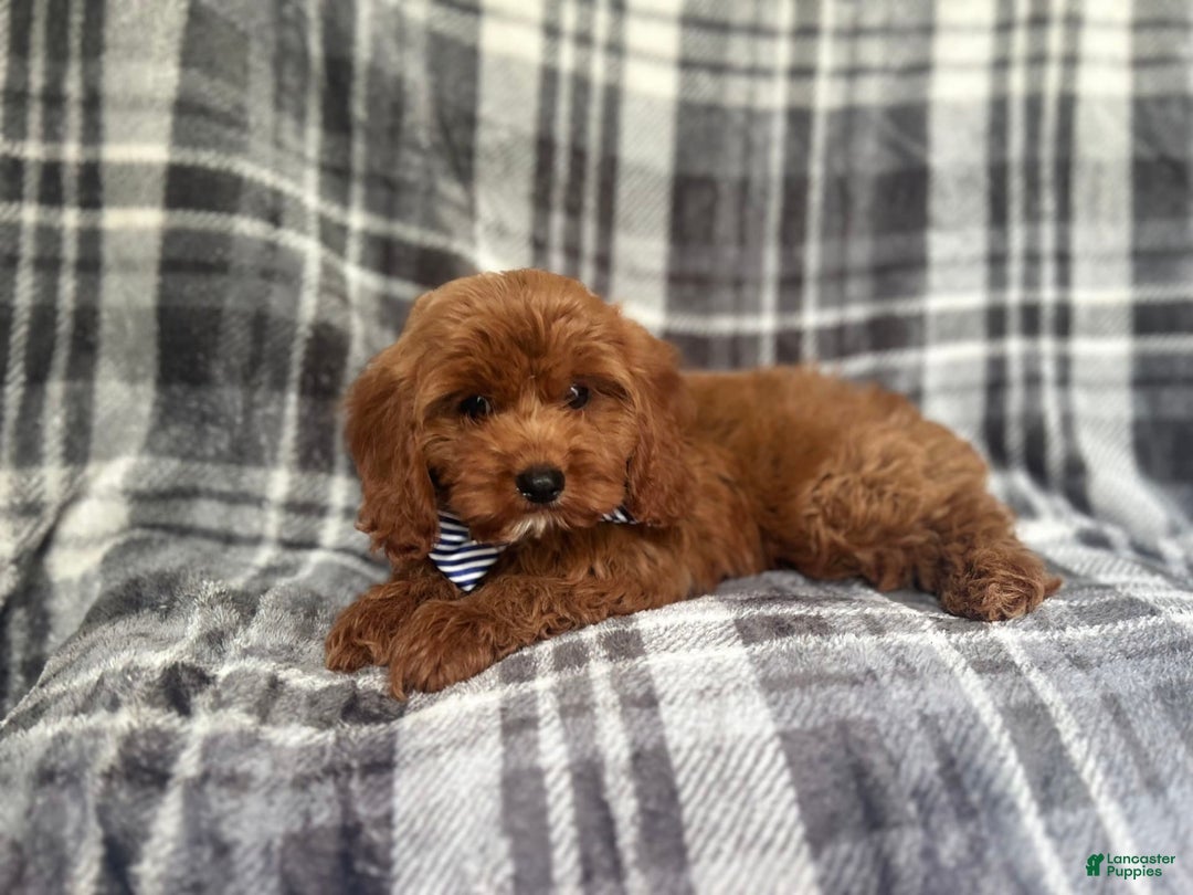 Cavapoo dogs for sale: Dash - Image 8