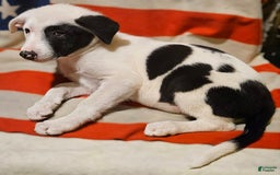 Border Collie dogs for sale: Bambi - Image 31