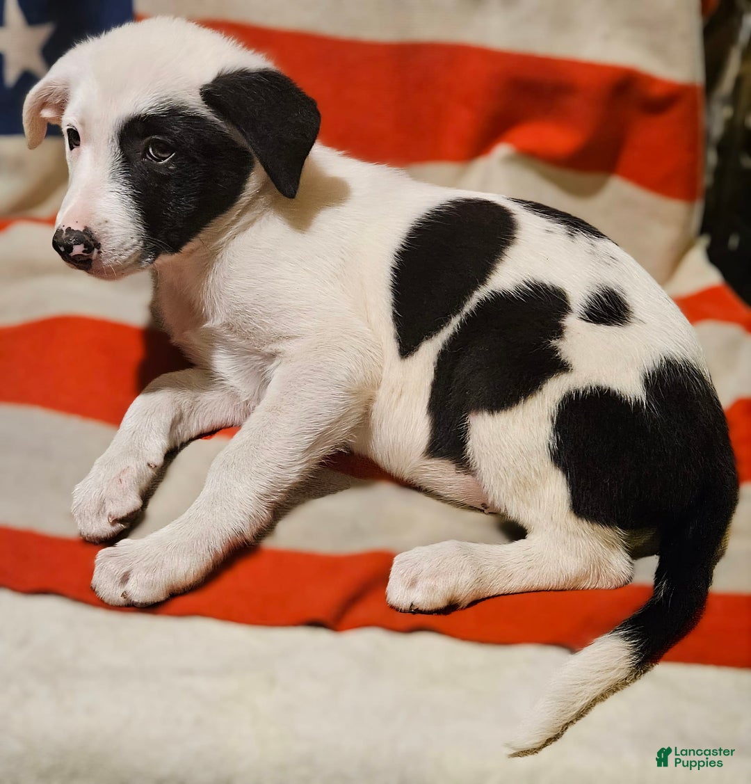 Border Collie dogs for sale: Bambi - Image 31