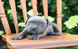 Cane Corso dogs for sale: Smores - Image 4