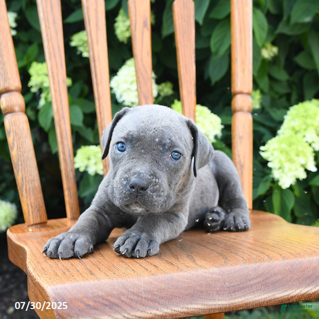 Cane Corso dogs for sale: Smores - Image 4