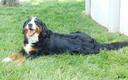 Mini Bernedoodle dogs for sale: Oliver - Image 10