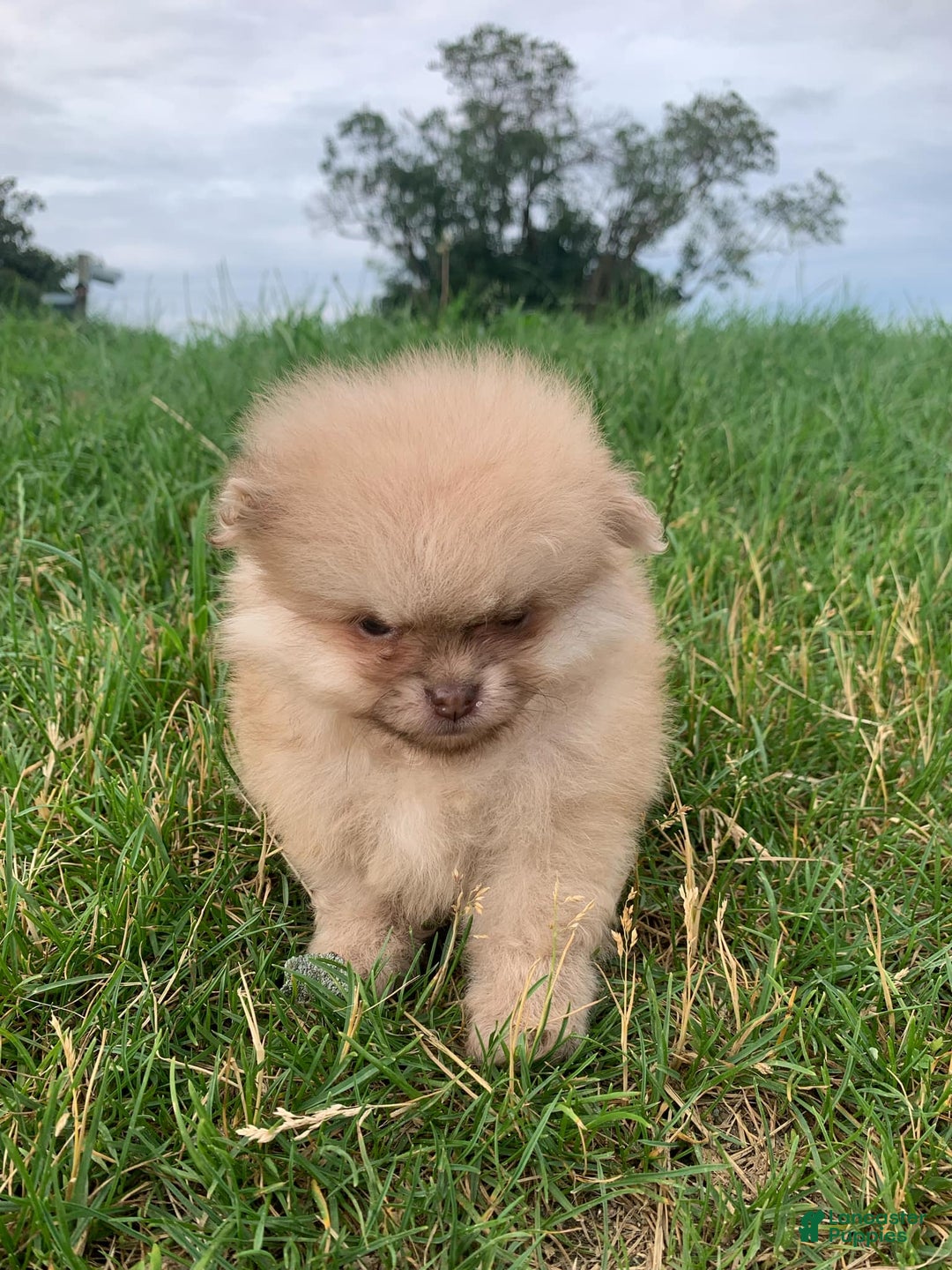 Pomeranian dogs for sale: Squints - Image 3