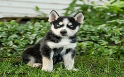Pomsky dogs for sale: Kibbles - Image 2
