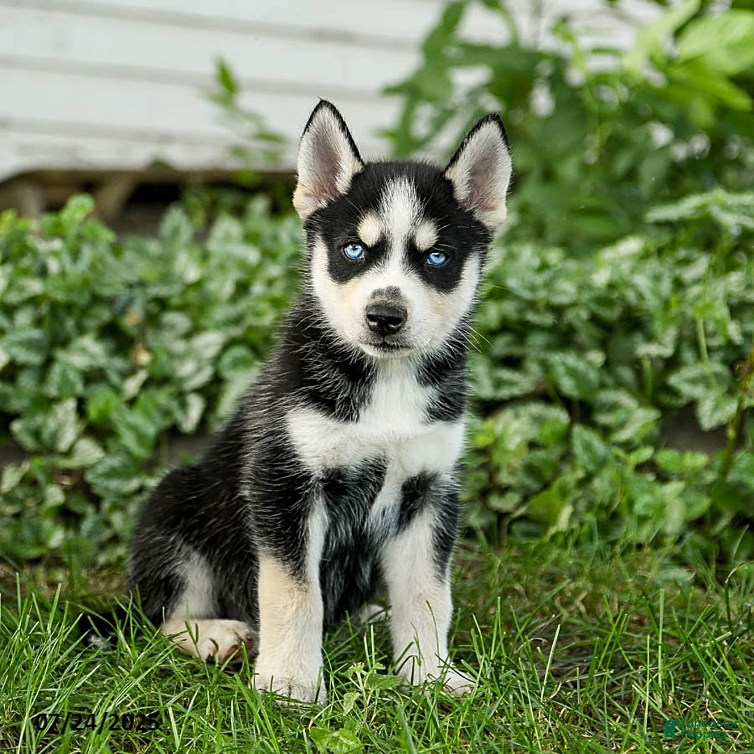 Pomsky dogs for sale: Kibbles - Image 2