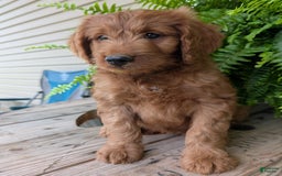 Goldendoodle dogs for sale: Ben - Image 12