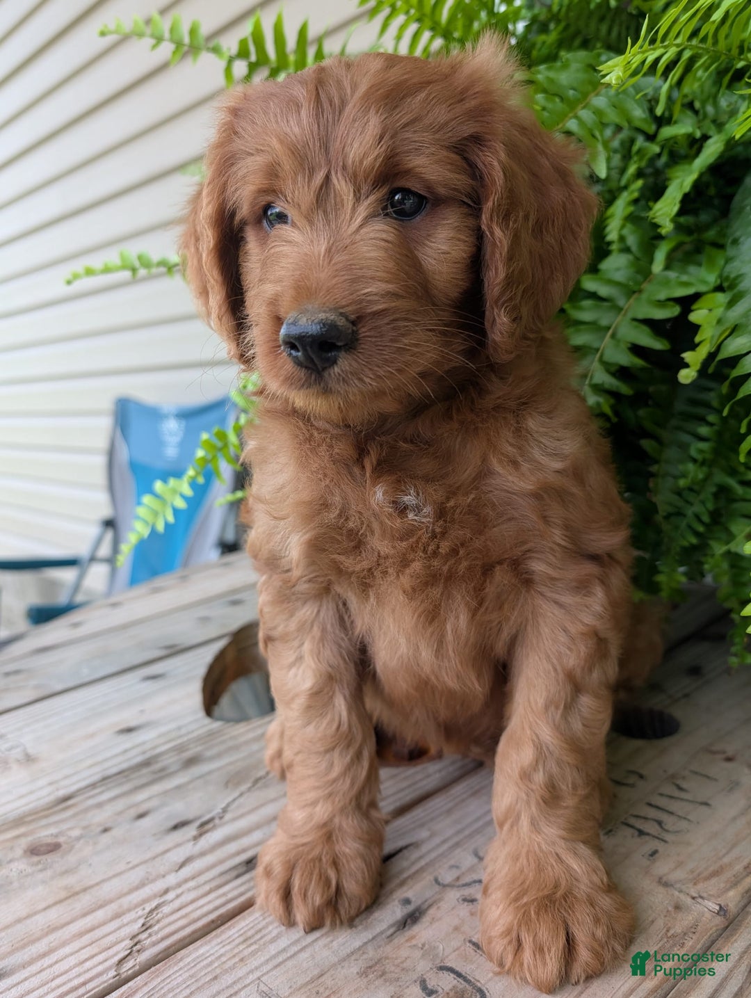 Goldendoodle dogs for sale: Ben - Image 12