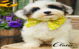 Mini Bernedoodle dogs for sale: Claire - Image 1
