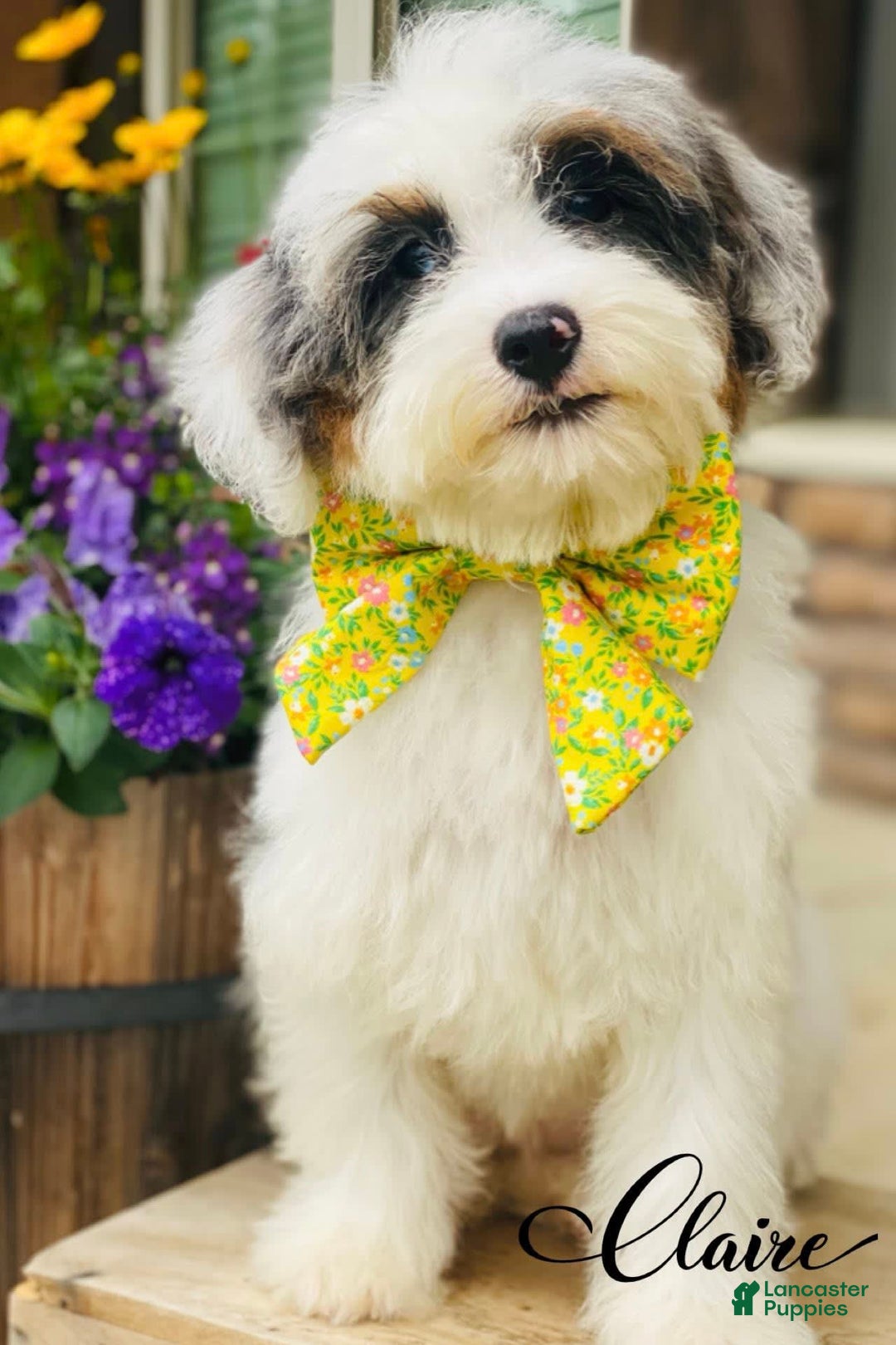 Mini Bernedoodle dogs for sale: Claire - Image 1